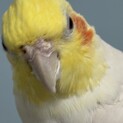 オカメインコの里親募集