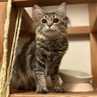 【8/3大崎】長毛おとなしい性格エミリ