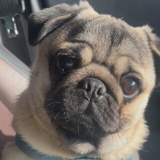 パグの男の子