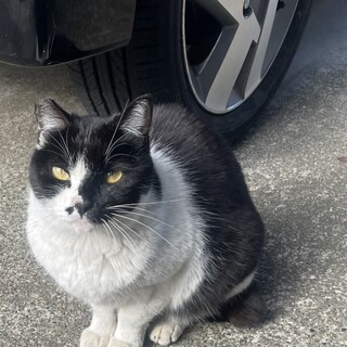 おとなしい優しい女の子　白黒ちゃん