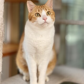 温厚で優しい甘えん坊！茶白の男の子です