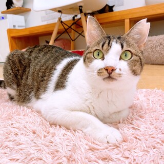 甘えん坊で可愛い性格のてかりちゃん