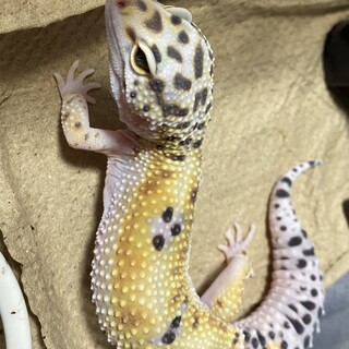 レオパードゲッコー  マックスノー