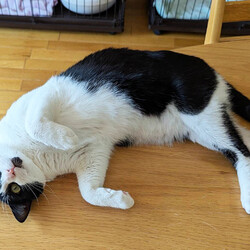 保護ねこ譲渡会 サムネイル3