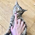 6日譲渡会　ベタ慣れ陽気娘❤︎せとかちゃん