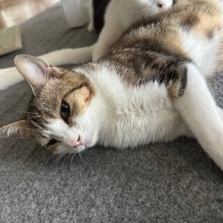 目の後遺症もなんのその！甘えん坊ギギちゃん