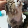 りぱる