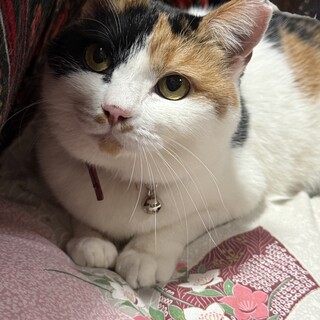 背中に♡柄　三毛猫　みいちゃん