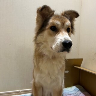 フワフワな毛並みでゴージャスな♡ミリーちゃん