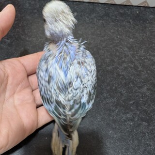 セキセイインコのひな2羽里親募集