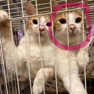 超仲良し！そっくり可愛い茶トラ白兄弟のアニー♪