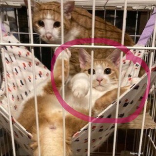 超仲良し！そっくり可愛い茶トラ白兄弟のオットー♪