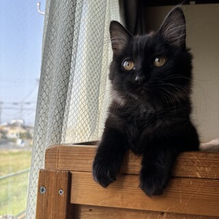 ふわふわ毛並みのボブテイル（♀）