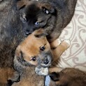 1.５ヶ月ぐらいの子犬
