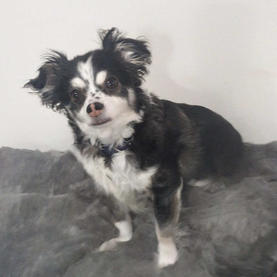 ルーのカバー写真