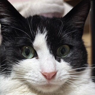 もんた君に似ているハチワレ君六ヶ月