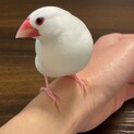 白文鳥の里親 募集中！
