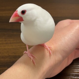 白文鳥の里親 募集中！