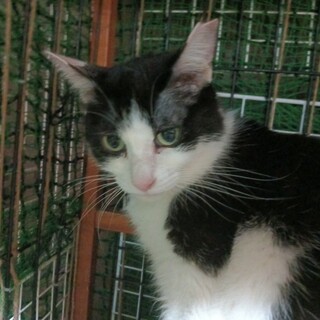 年齢修正。ご高齢の方に。ベタ馴れ黒白女子8歳妹