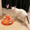 困り顔のブルーアイ白猫さん♡尻尾だけしましま サムネイル7