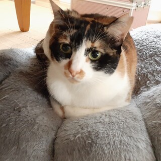 お名前を呼ぶとお返事します♪