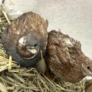 里親募集中 ヒメウズラペア 生後9ヶ月 6/20産