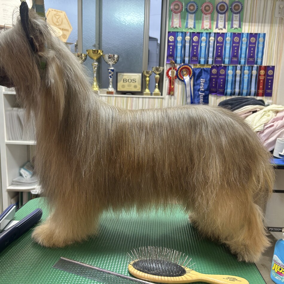 Kyleのカバー写真