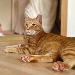 ほご犬猫　譲渡会 サムネイル2