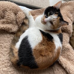 ほご犬猫　譲渡会 サムネイル3