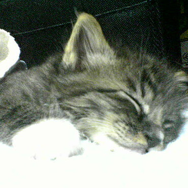 子猫の頃の前猫ハナちゃんです。2005年撮影。