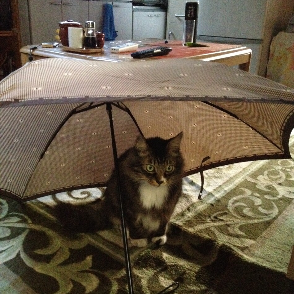 ハナちゃんのカバー写真