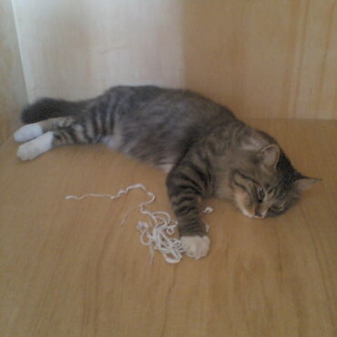 若い頃のハナちゃんです。ひもで遊んでました。