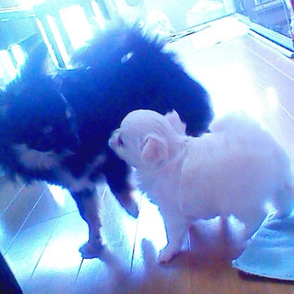 ウィリアムのカバー写真