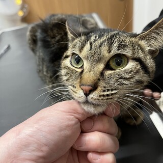 ⭐︎小ぶりなアメショミックス風⭐︎ふくちゃん⭐︎