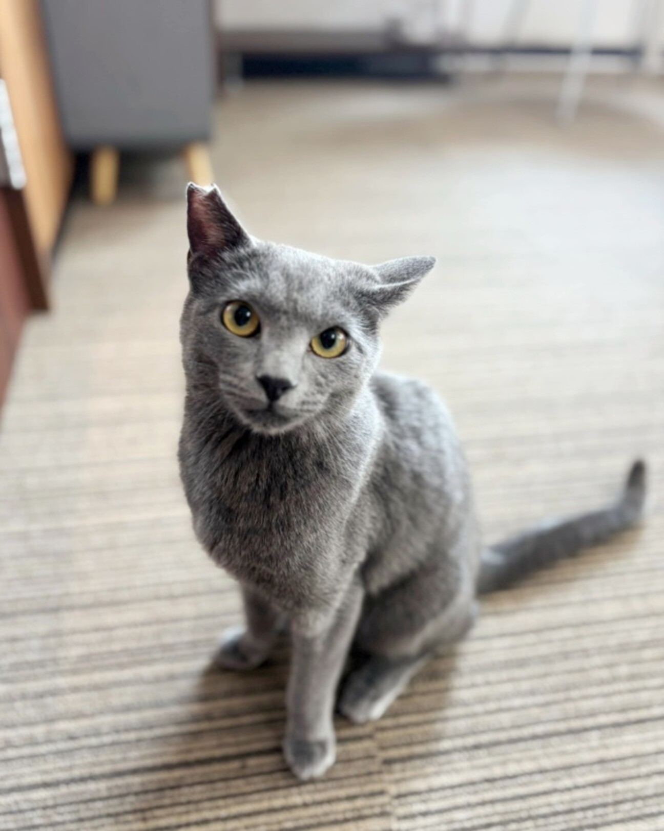 グレー猫 シャリちゃん 」愛知県 - 猫の里親募集(512190) :: ペット