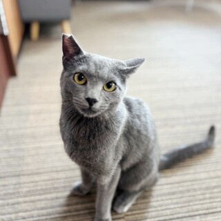 グレー猫　シャリちゃん　里親様募集中☆彡