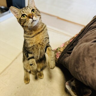 奇麗な柄の美男子　のっち