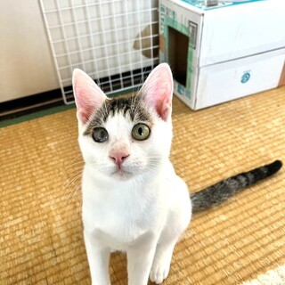 人が大好き前髪猫ちゃん