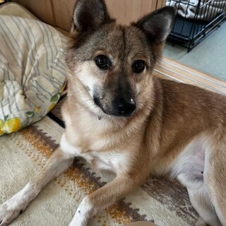 コロンと小さめな薫くん