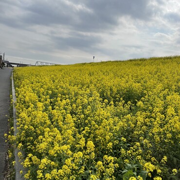 お花見٩( 'ω' )و 夏日も冬日も乗り越えて南国千葉は菜の花満開！