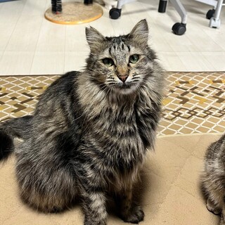 高い所が大好きおっとりお母さん