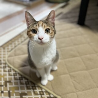 美人な三毛猫ちゃん