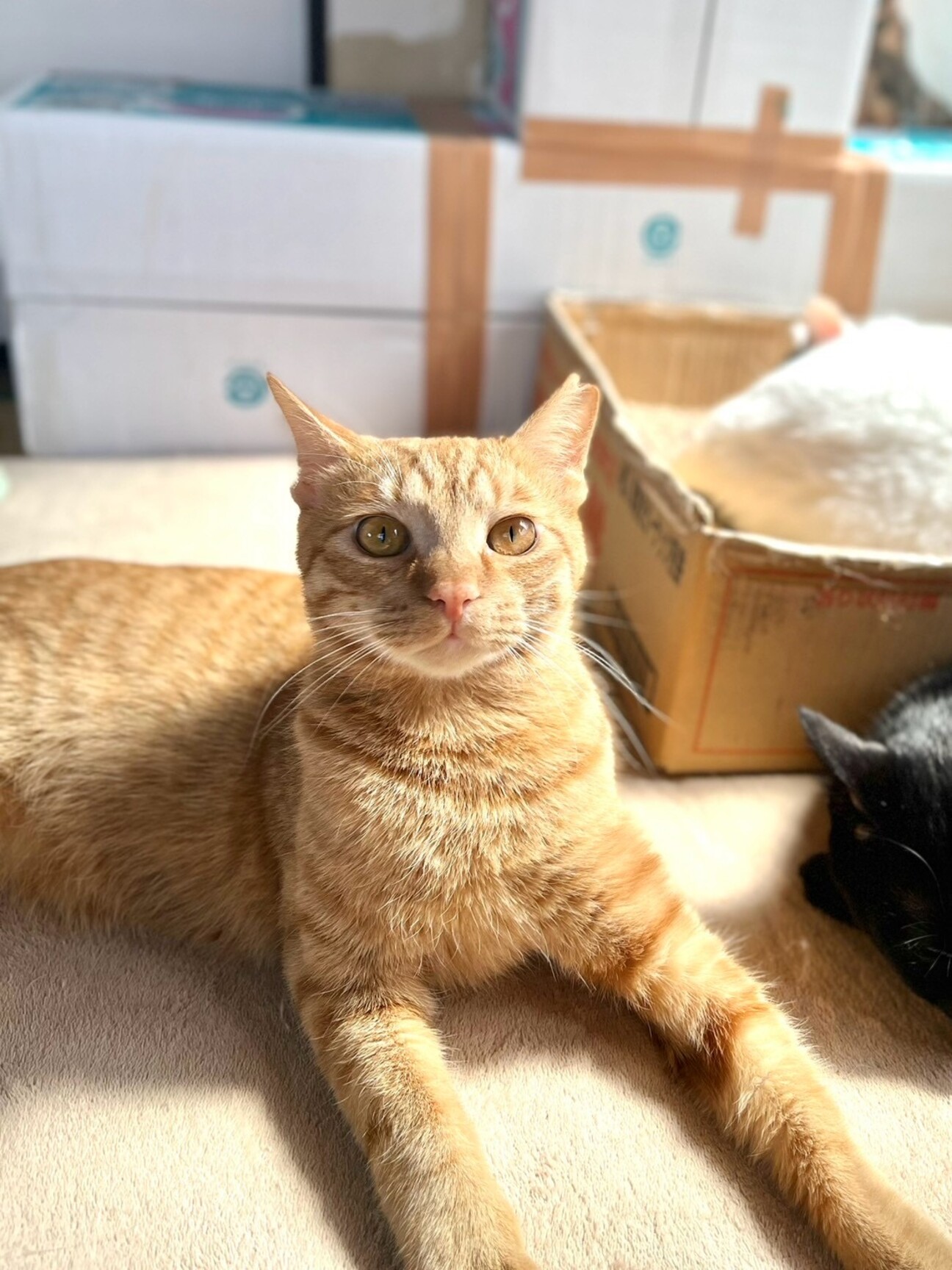 人懐っこい茶トラ」埼玉県 - 猫の里親募集(506607) :: ペットのおうち