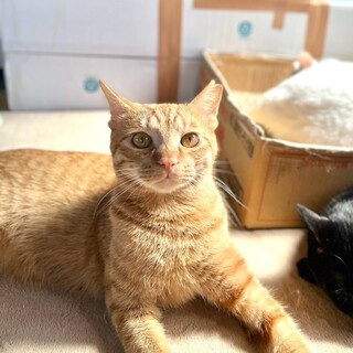 人懐っこい茶トラ