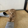 人懐っこい茶トラ サムネイル3
