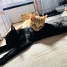 人懐っこい茶トラ サムネイル2