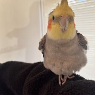 3歳のオカメインコ男の子です