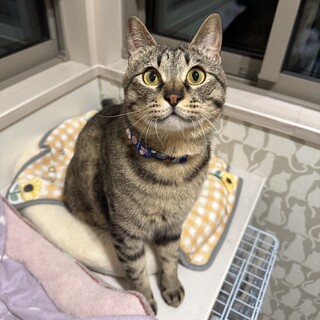 募集停止甘える長男タイプキジトラ男子⭐️スカイ