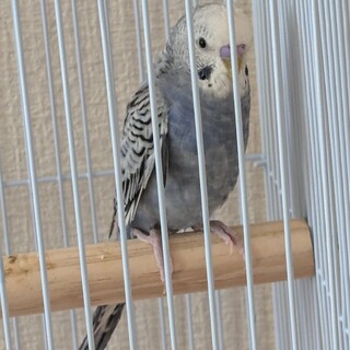 オスのセキセイインコ青年鳥