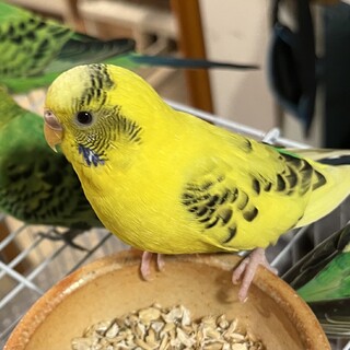 里親募集　セキセイインコ　成鳥　